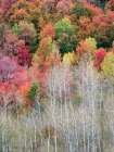 USA-Utah-Logan Canyon Colorful aspens in autumn Art Print